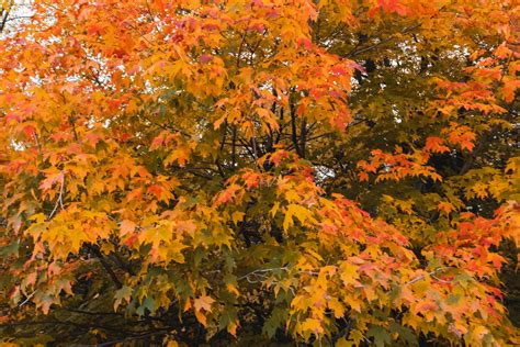 10 Maple Trees For Best Fall Color