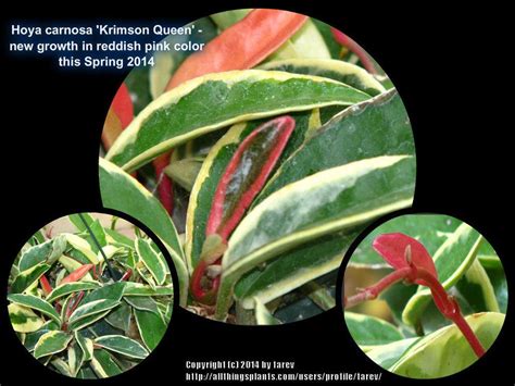 Hoya carnosa krimson princess vs queen plant care comparison. Photo of the leaves of Krimson Queen Hoya (Hoya carnosa ...