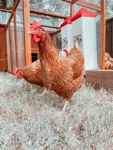 Everything You Should Know About Having Backyard Chickens In The City