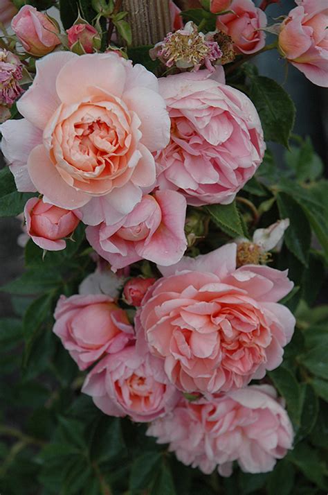 Colette Climbing Stk Flourish Roses
