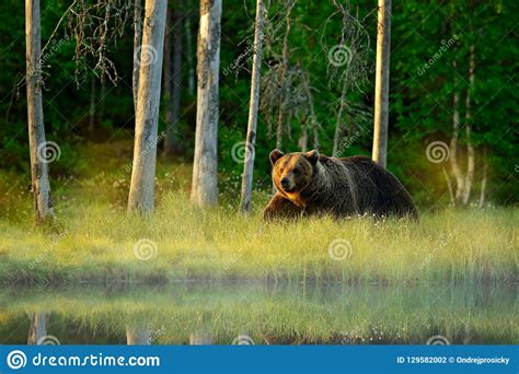 Brown Bear Walking In Forest Morning Light Dangerous Animal In Nature