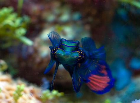 Top 3 Most Beautiful Fish Animal Photo