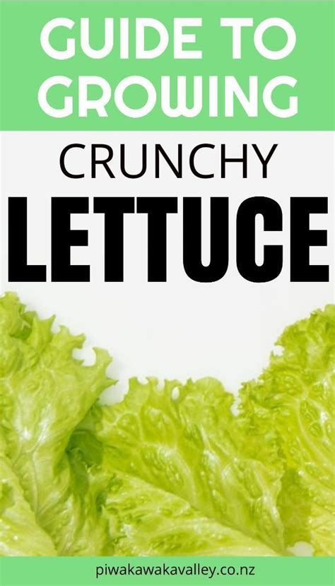 A Beginners Guide For Growing Lettuce In Your Garden In 2020 Easy