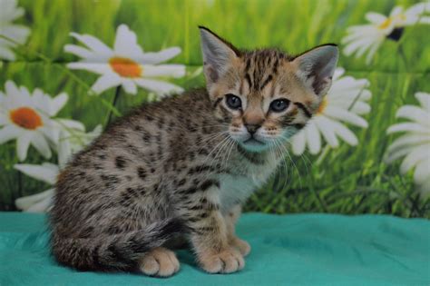 Tawny Spotted Ocicat Kitten