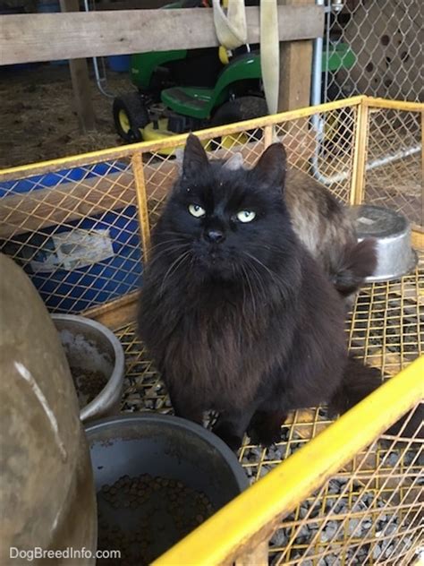 Do check mainstone farm's website for current operating hours of the farm stand.… Domestic Long Hair Cats