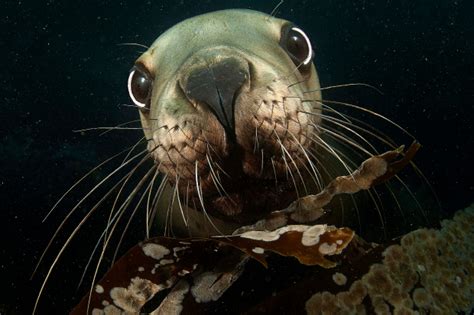 The Real Sea World 10 Stunning Photos Of Amazing