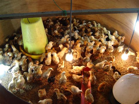 Ayam kampung memiliki kandungan gizi yang lebih tinggi daripada mandung negeri. projekmeru.blogspot.com: Lawatan ke MJ Fatonah bersama ...