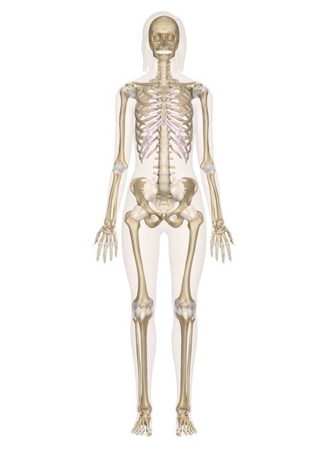 Skeletal System Human Body Unit Study Human Skeletal System Human