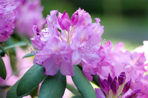 Are Hydrangea Leaves Poisonous To Humans - Hydrangea Skin Irritation