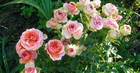 When To Plant Roses For Stellar Summer Blooms Bob Vila