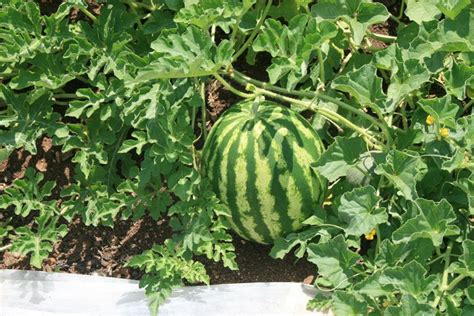 Cut off all but the strongest seedling as soon as true leaves appear. Summer Is Just Around the Corner | Organic farming, Garden ...