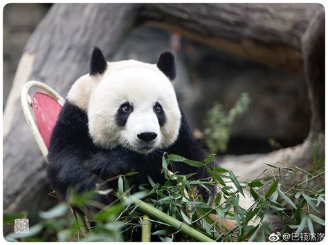 Giant Panda Meng Da In 2018 At Beijing Zoo Giant Pandas Panda Bear