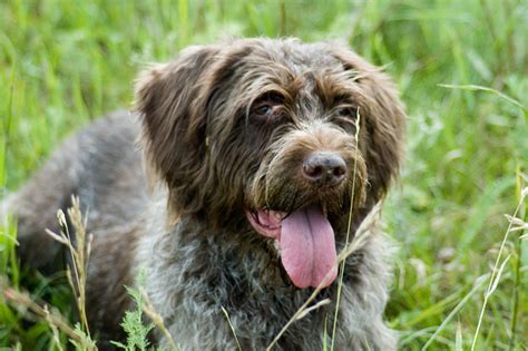 Free Hairy Dog Photos And Pictures Freeimages