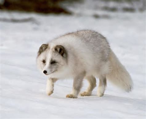 How Do Arctic Foxes Get Energy Whatodi