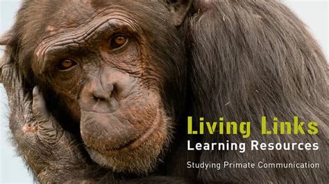 Learning Resources Studying Primate Communication On Vimeo