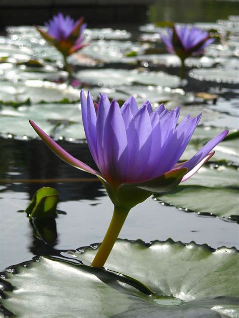 Aquatic Plants And Flowers Proflowers Blog