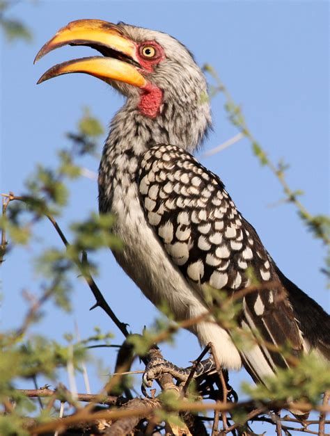 Rapid Global Warming Is Driving Southern Yellow Billed Hornbills To