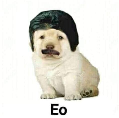 44 Memes Del Perrito Trizte Para Que Nadie Te Pida Explicaciones De