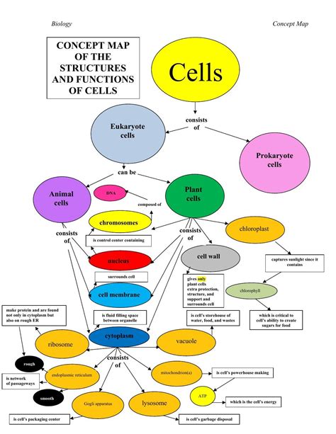 Prepare A Concept Map Of Ch Cell Structure And Function Class 8