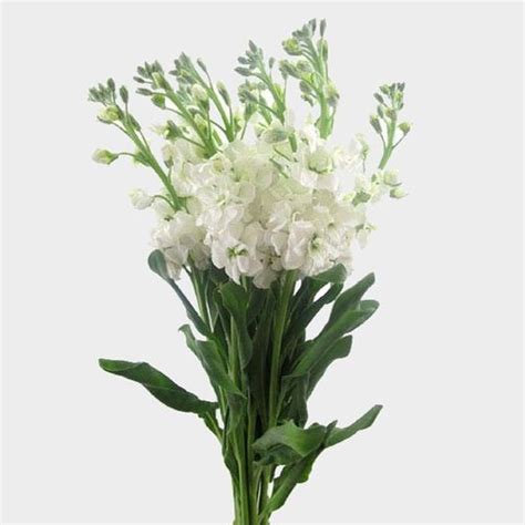 Stock White Flower Wholesale Blooms By The Box