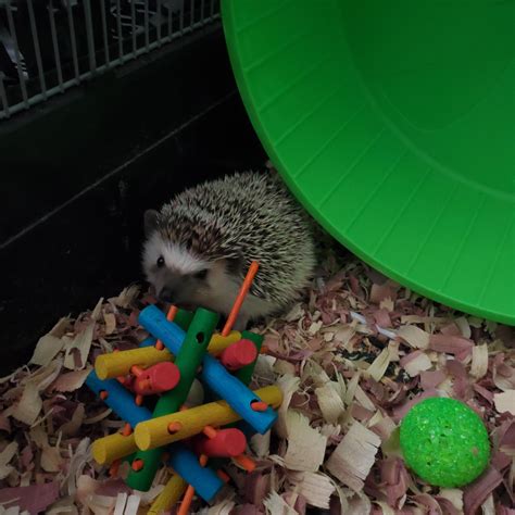 My Baby Boi Anubis Rhedgehog