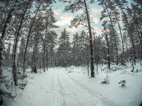 Snow Covered Trees In The Winter Forest With Road Stock Image Image