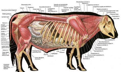 Animal Science Anatomy Animal Anatomy