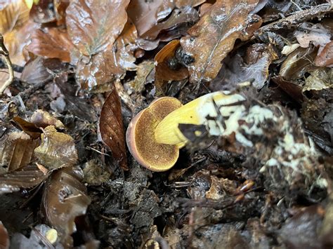 Boletus Auripes The Ultimate Mushroom Guide