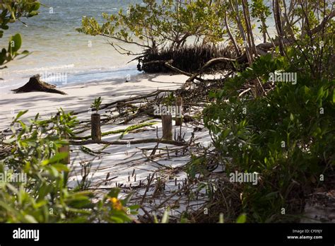 Mangrove Seedlings Planted To Stop Beach Erosion Stock Photo Alamy