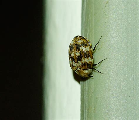 In der regel sind es die folgenden fünf arten, die damit gemeint sind: was ist das für ein käfer? 2-3mm groß, grau,schwarz,braun ...