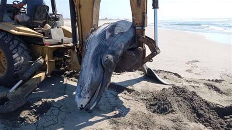 Muere cría de ballena jorobada en costas de Acapulco Guerrero