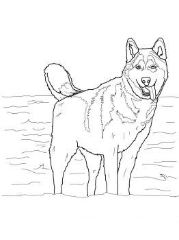 Everest the siberian husky puppy paw patrolloring book sheet free pages baby pictures printable cute coloring stunning sheets you. Siberian Husky | Dog coloring page, Dog coloring book ...