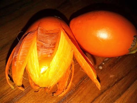 Cara memutihkan kulit wajah dengan apel buah yang memiliki banyak kandungan seperti vitamin a, b2, b1, b9, b5, b6, dan juga vitamin c, serta memiliki kandungan antioksidan yang tinggi untuk. Petua Tradisional Cara Memutihkan Gigi Dengan Mudah