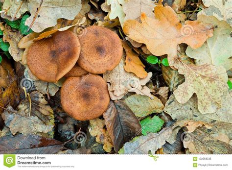 Autumn Edible Mushrooms Honey Fungus Armillaria Mellea Grow In T Stock