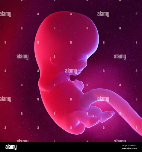 Fetus Illustration Stock Photo Alamy