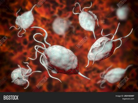 Trichomonas Vaginalis Protozoa 3d Illustration A Parasite Causing Trichomoniasis Sexually