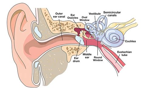 The Human Ear — Anatomy And Function Divers Alert Network
