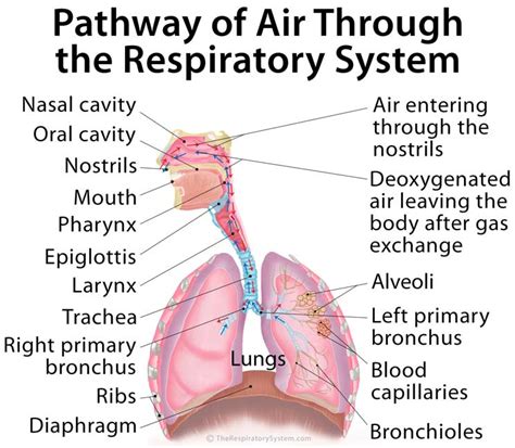 It is made up of several organs and structures that transport air into and out of the lungs, exchanging oxygen with carbon dioxide. Functions of the Respiratory System