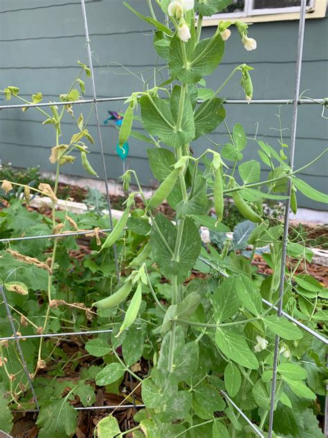 Sugar Ann Snap Pea Theurbanharvest