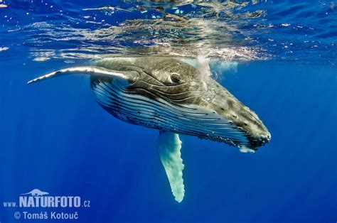 The humpback whale is a mammal which belongs to the baleen whale suborder. Megaptera novaeangliae Pictures, Humpback whale Images ...