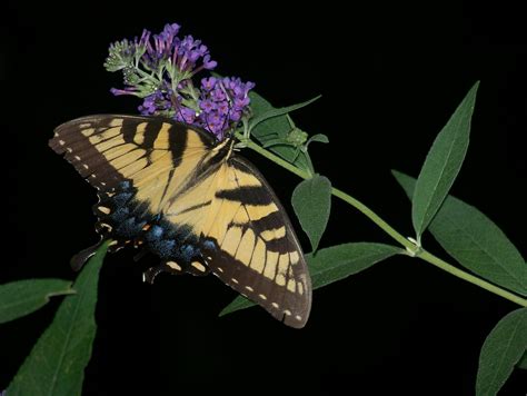 Butterfly on Butterfly Bush | Butterfly bush, Butterfly ...
