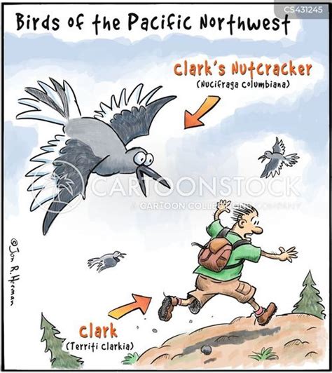 Bird Watcher Cartoons And Comics Funny Pictures From Cartoonstock