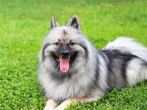 Keeshond Dog Breed History And Some Interesting Facts