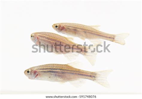 Zebra Fish Stock Photo (Edit Now) 591748076