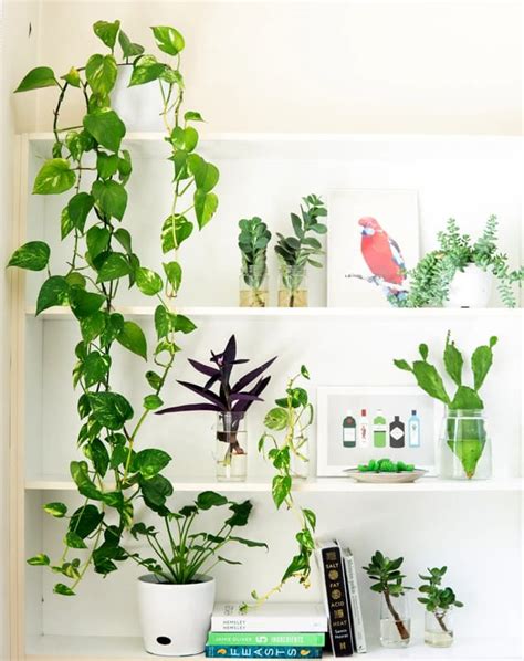 Piante verdi, piante fiorite, piante grasse, bonsai, orchidee. Piante da interno con poca luce