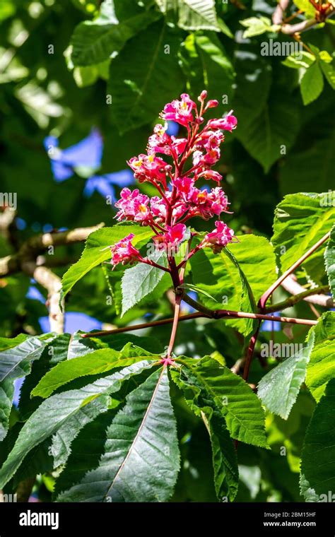 The Pink Flower Of The Red Horse Chestnut Aesculus Carnea Aesculus