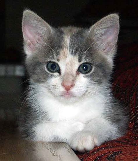Calico kitten shows up at fire station asking to be let in from the cold. Calico Kittens: Great Photos of Cute Kittens