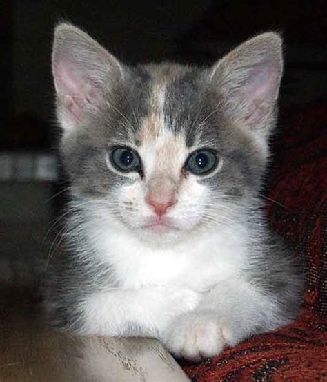 And don't forget, if you have other ideas for calico cat names, we'd love to hear them. Calico Kittens: Great Photos of Cute Kittens