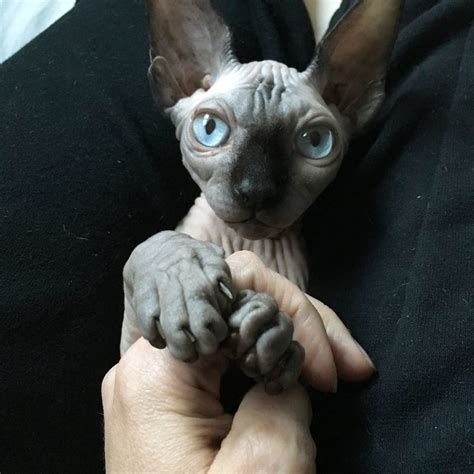 13 Things About Sphynx Cats You Need To Know Our Little Suburban