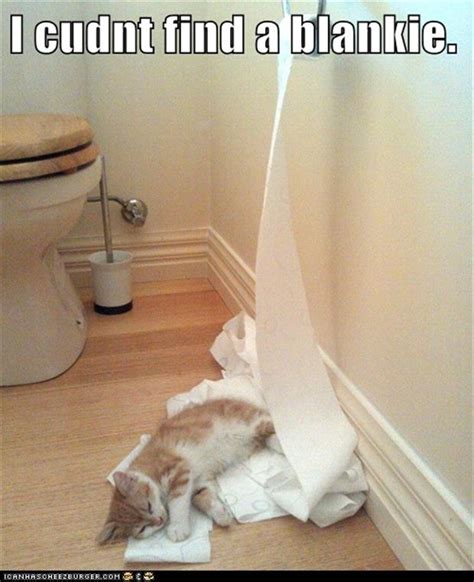 Funny Cats Toilet Paper Dump A Day